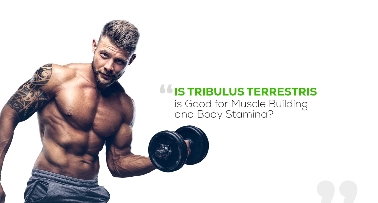 Is Tribulus Terrestris Good for Muscle Building and Body Stamina?