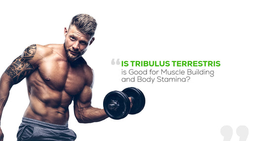 Is Tribulus Terrestris Good for Muscle Building and Body Stamina?